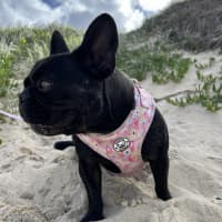 Photo of Effy & Finn  🌷🦴  Assisted Rehome