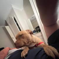 Photo of Sampson