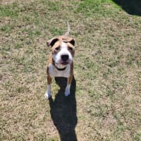 Photo of Simba (68517)