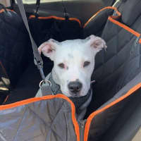 Photo of Piglet Imp 2393