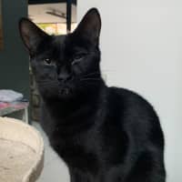 Photo of Kenickie (Nickie)