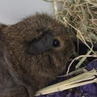 Photo of Dolly Pigton