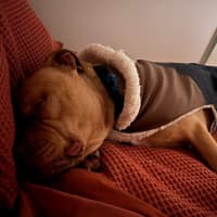Photo of Sampson