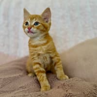 Photo of Harry   In Foster Care In Croydon