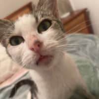 Photo of Daisy Urgently Needs A Home !