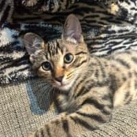 Photo of Orion
