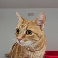 Photo of Honey Joy