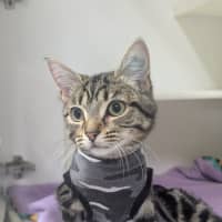 Photo of 🍇 Capulet 6549 🍇