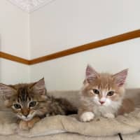 Photo of Apollo   In Foster Care In Lower Plenty