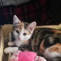 Photo of Belle