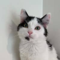 Photo of Willow