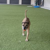 Photo of Diesel