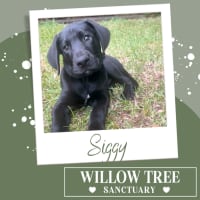 Photo of Siggy