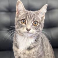 Photo of Bindi