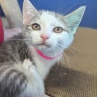 Photo of Kiki