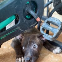 Photo of Tide (Milo)