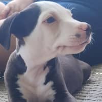 Photo of Hamish ~ 10 Week Old, Male, Bull Arab Puppy