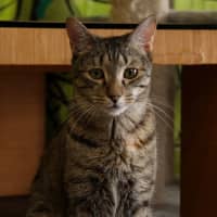Photo of Mittens