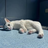 Photo of Neon   In Foster Care In Preston