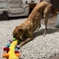 Photo of Bob, The Greyhound