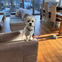 Photo of Biscuit