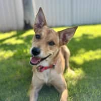 Photo of Frankie
