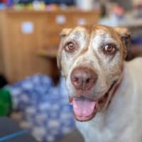 Photo of Buddy