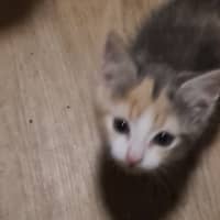 Photo of Sugar