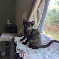 Photo of Diana (K40)