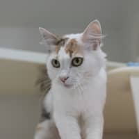 Photo of 🍹 Mimosa 5729 🍹