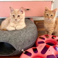 Photo of Sunny, Comet And Fox