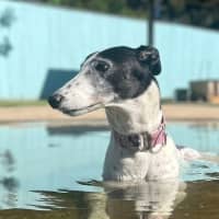 Photo of Gemma The Greyhound
