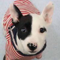 Photo of Patch 