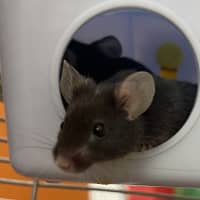 Photo of Stilton