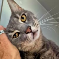 Photo of Smokey (7657)