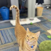 Photo of Romeo