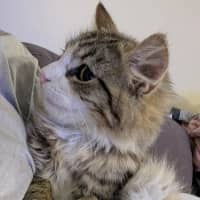 Photo of Marshmallow