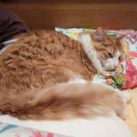 Photo of Jasper