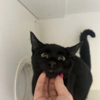 Photo of Cousin It
