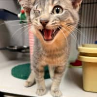 Photo of Goose