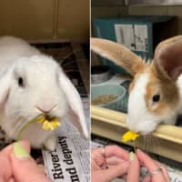 Photo of Bunny Parton & Bun Scott *From Pet Stock Milperra* 