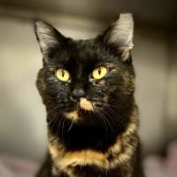 Photo of Puss