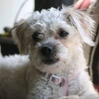 Photo of Tilly💕🐩