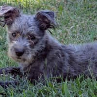 Photo of D1241 Licorice