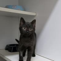 Photo of Ebony