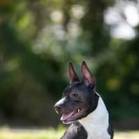 Photo of Darcy