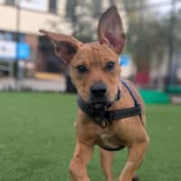 Photo of Pablo