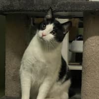 Photo of Handsome Sam