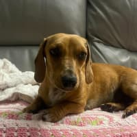 Photo of Roxy