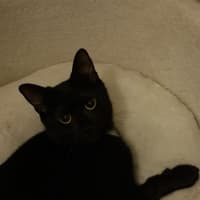 Photo of Macavity